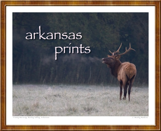 Portraits of Arkansas