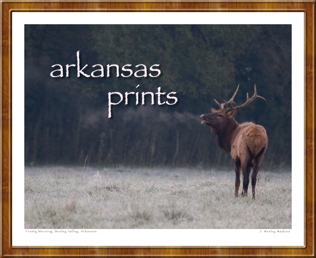 Arkansas Gallery